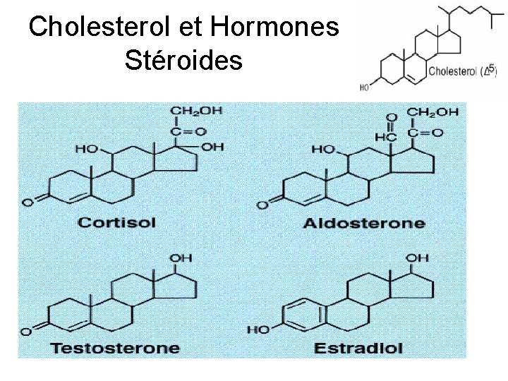 Cholesterol et Hormones Stéroides 