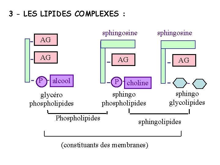 3 - LES LIPIDES COMPLEXES : sphingosine AG AG P sphingosine AG alcool glycéro