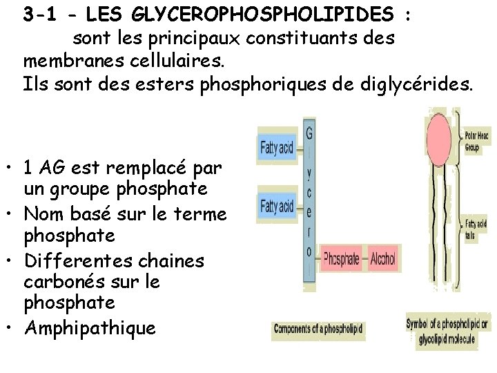 3 -1 - LES GLYCEROPHOSPHOLIPIDES : sont les principaux constituants des membranes cellulaires. Ils