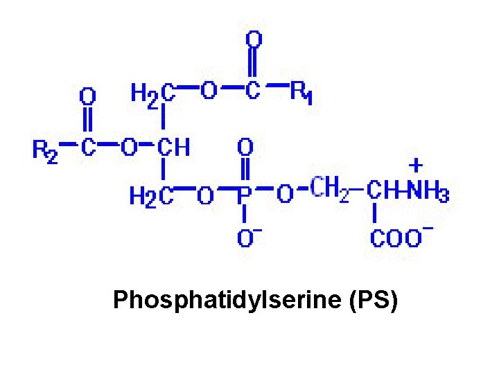 Phosphatidylserine (PS) 