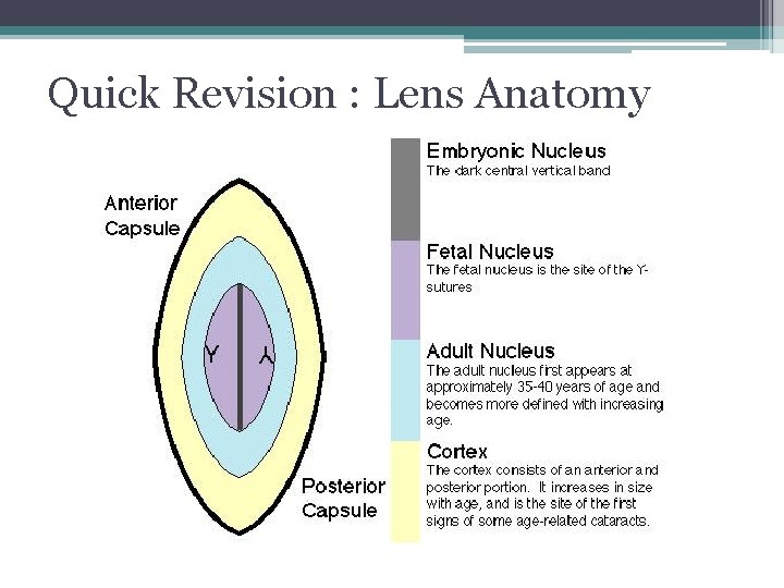 Quick Revision : Lens Anatomy 