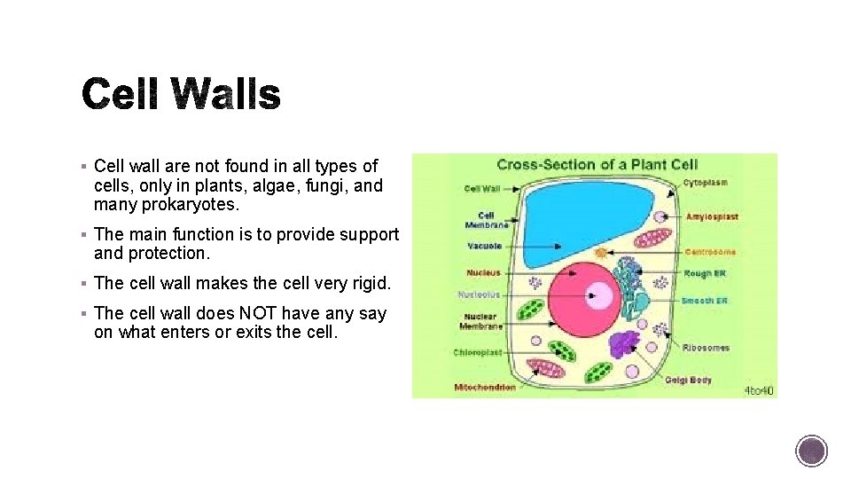 § Cell wall are not found in all types of cells, only in plants,