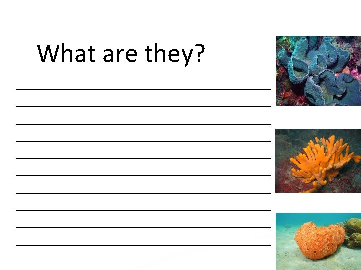 Phylum Porifera Sponges Body Plan Parts Body Plan