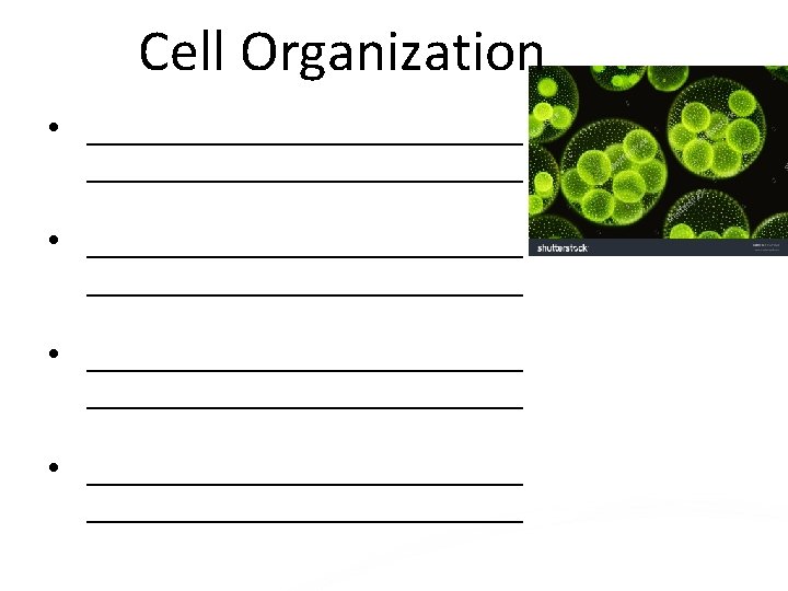 Phylum Porifera Sponges Body Plan Parts Body Plan