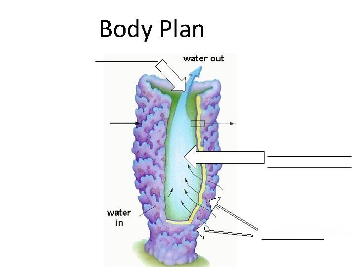 Phylum Porifera Sponges Body Plan Parts Body Plan