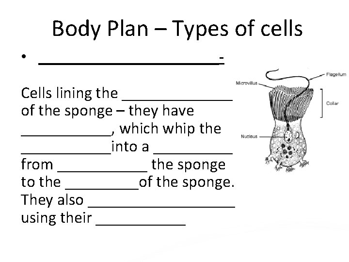 Body Plan – Types of cells • ___________Cells lining the _______ of the sponge