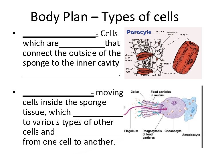 Body Plan – Types of cells • ________- Cells which are_____that connect the outside