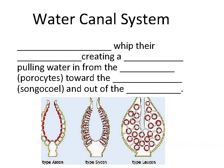 Water Canal System __________ whip their _______creating a ______ pulling water in from the