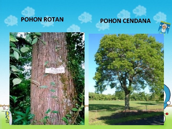 POHON ROTAN POHON CENDANA 