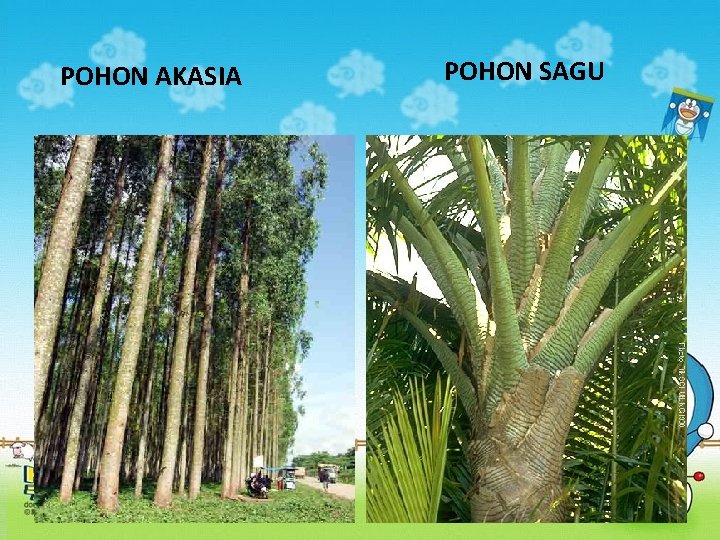 POHON AKASIA POHON SAGU 