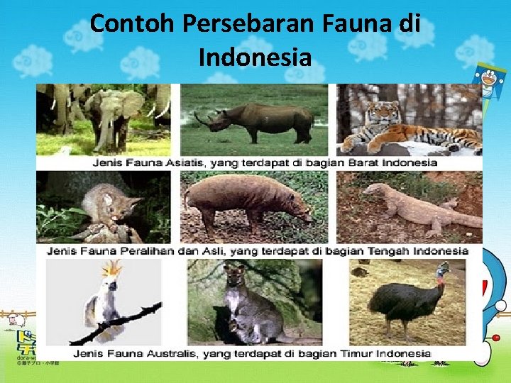 Contoh Persebaran Fauna di Indonesia 