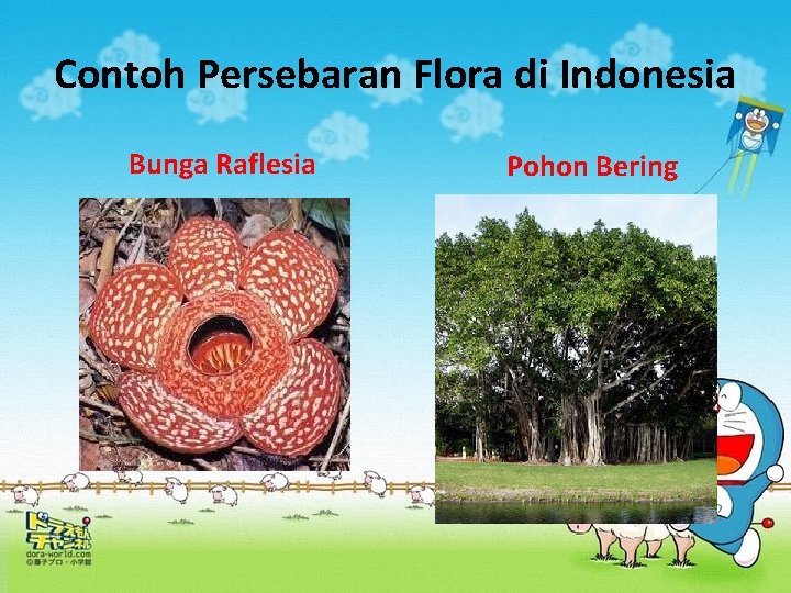 Contoh Persebaran Flora di Indonesia Bunga Raflesia Pohon Bering 