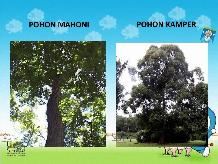 POHON MAHONI POHON KAMPER 