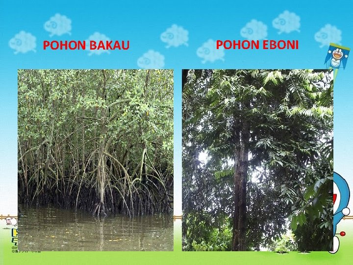 POHON BAKAU POHON EBONI 