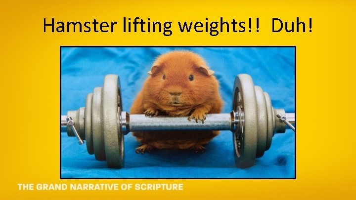 Hamster lifting weights!! Duh! 