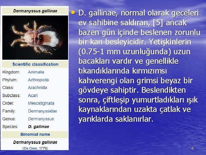  • D. gallinae, normal olarak geceleri ev sahibine saldıran, [5] ancak bazen gün