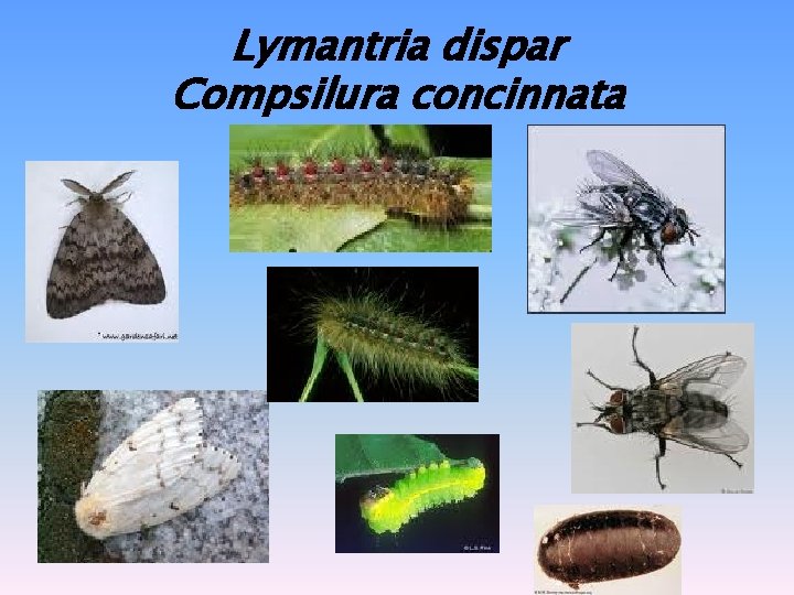 Lymantria dispar Compsilura concinnata 