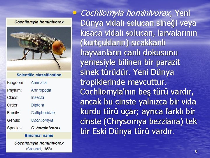  • Cochliomyia hominivorax, Yeni Dünya vidalı solucan sineği veya kısaca vidalı solucan, larvalarının