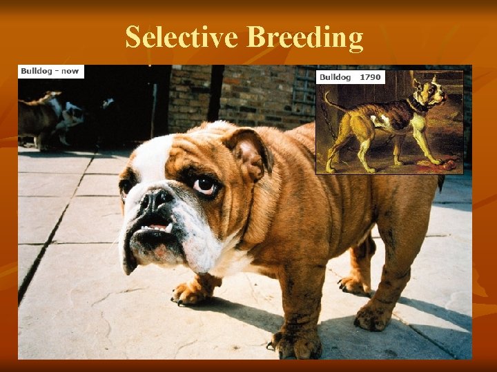 Selective Breeding 22 