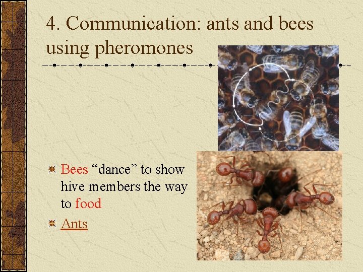 4. Communication: ants and bees using pheromones Bees “dance” to show hive members the