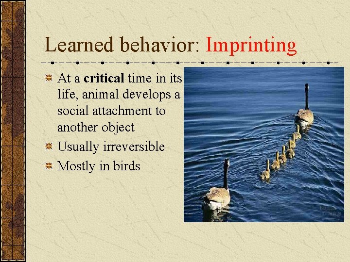 Learned behavior: Imprinting At a critical time in its life, animal develops a social