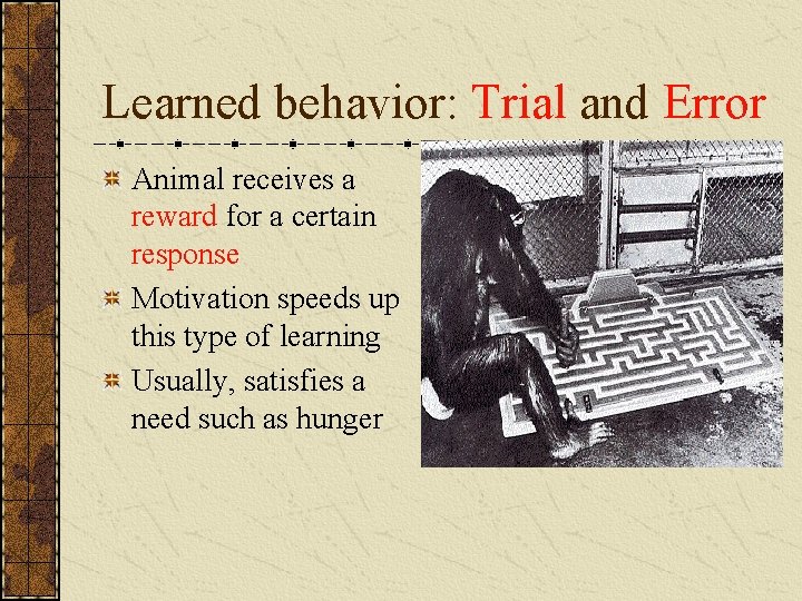 Learned behavior: Trial and Error Animal receives a reward for a certain response Motivation