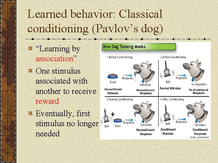 Learned behavior: Classical conditioning (Pavlov’s dog) “Learning by association” One stimulus associated with another
