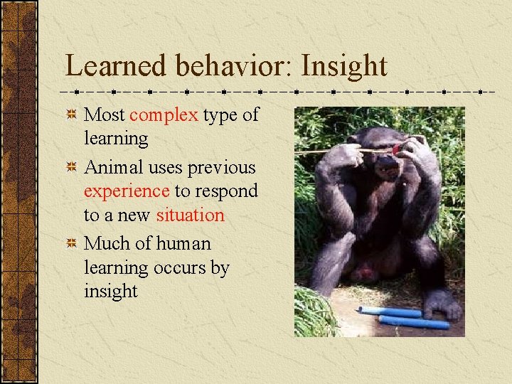 Learned behavior: Insight Most complex type of learning Animal uses previous experience to respond