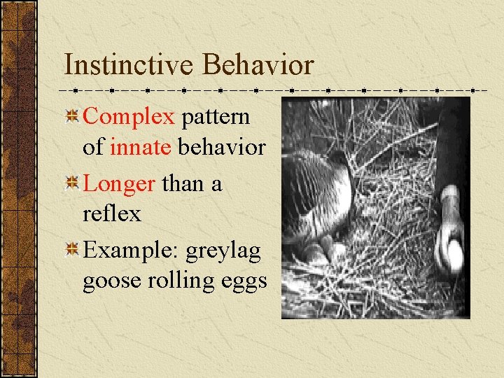 Instinctive Behavior Complex pattern of innate behavior Longer than a reflex Example: greylag goose