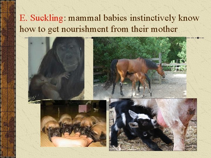 E. Suckling: mammal babies instinctively know how to get nourishment from their mother 