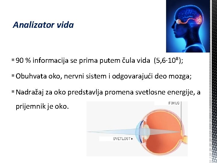 Analizator vida § 90 % informacija se prima putem čula vida (5, 6∙ 10⁸);