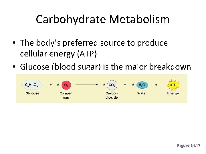 Carbohydrate Metabolism • The body’s preferred source to produce cellular energy (ATP) • Glucose