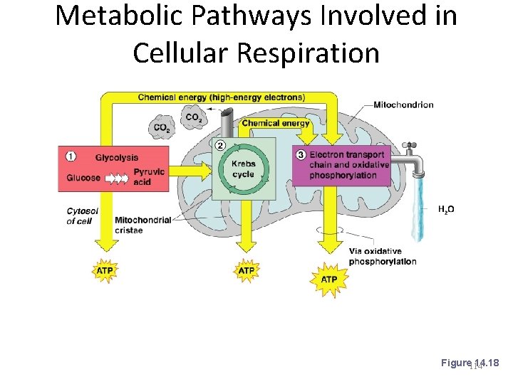 Metabolic Pathways Involved in Cellular Respiration Figure 114 14. 18 
