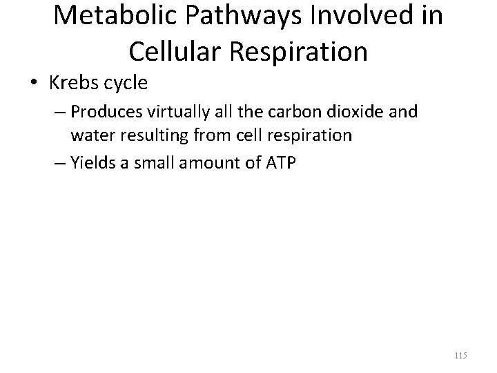 Metabolic Pathways Involved in Cellular Respiration • Krebs cycle – Produces virtually all the