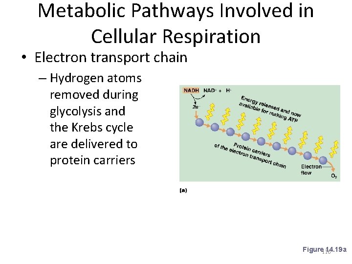 Metabolic Pathways Involved in Cellular Respiration • Electron transport chain – Hydrogen atoms removed