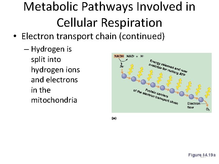 Metabolic Pathways Involved in Cellular Respiration • Electron transport chain (continued) – Hydrogen is