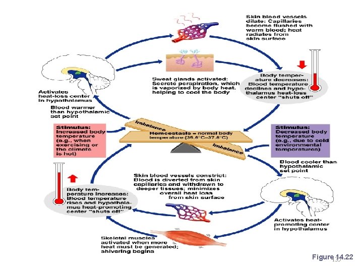 Body Temperature Regulation Figure 135 14. 22 