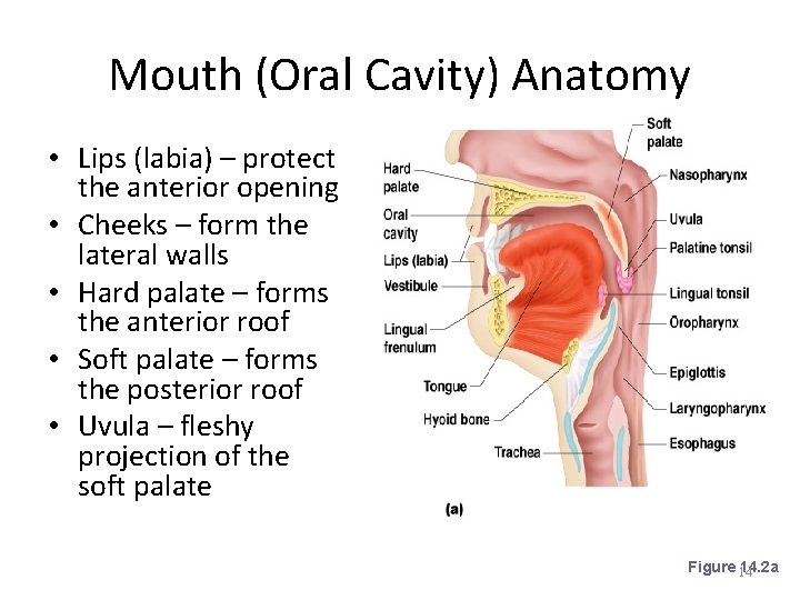 Mouth (Oral Cavity) Anatomy • Lips (labia) – protect the anterior opening • Cheeks