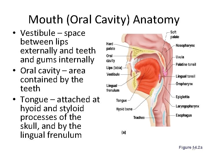 Mouth (Oral Cavity) Anatomy • Vestibule – space between lips externally and teeth and