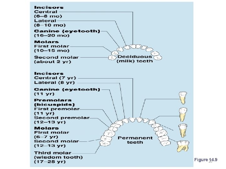 Classification of Teeth Figure 20 14. 9 