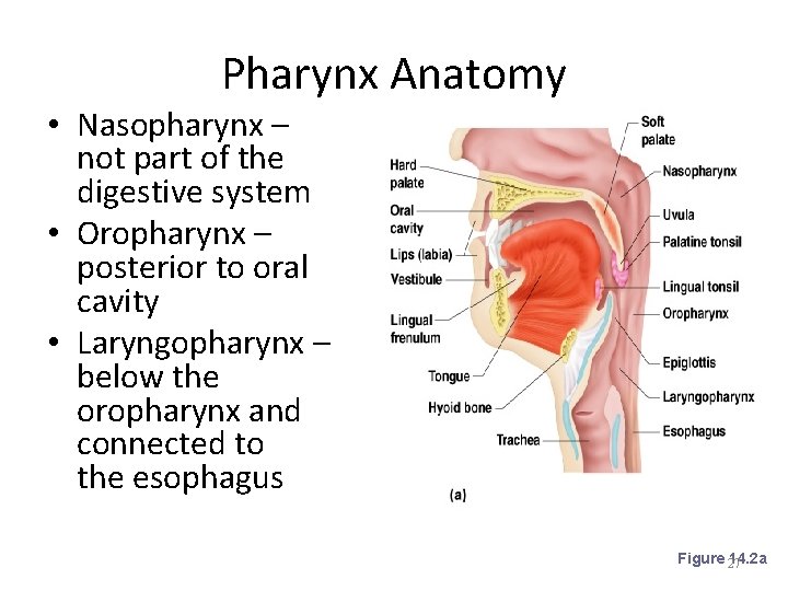 Pharynx Anatomy • Nasopharynx – not part of the digestive system • Oropharynx –