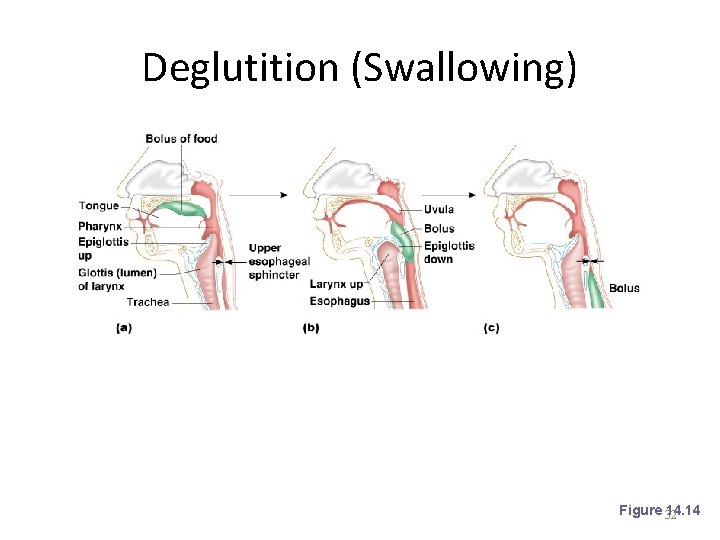 Deglutition (Swallowing) Figure 32 14. 14 