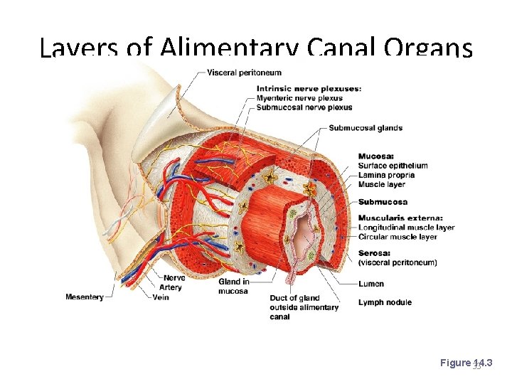 Layers of Alimentary Canal Organs Figure 33 14. 3 