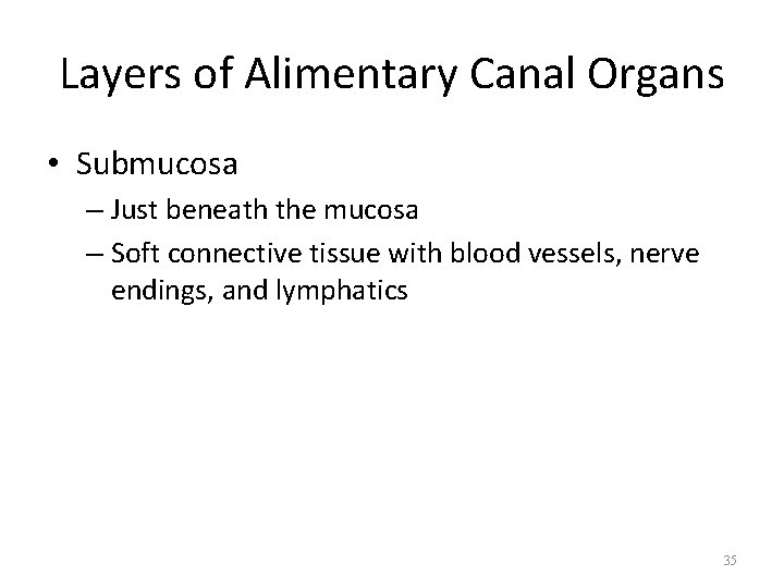 Layers of Alimentary Canal Organs • Submucosa – Just beneath the mucosa – Soft