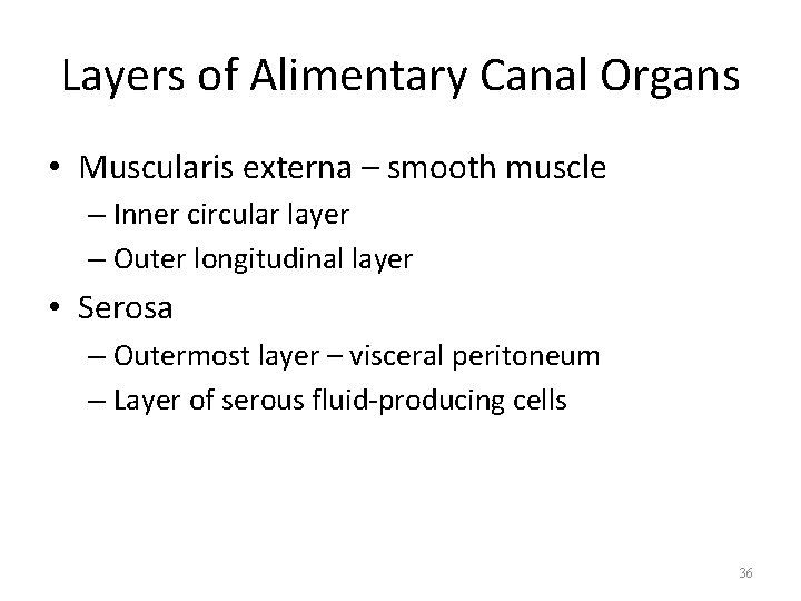 Layers of Alimentary Canal Organs • Muscularis externa – smooth muscle – Inner circular