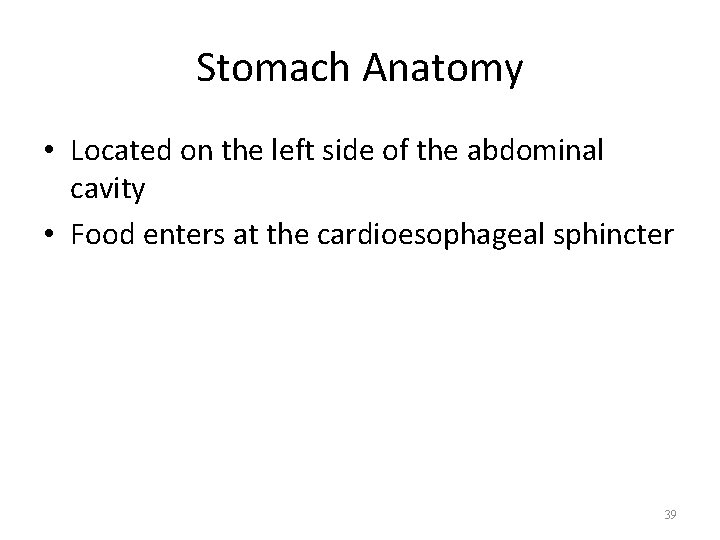 Stomach Anatomy • Located on the left side of the abdominal cavity • Food
