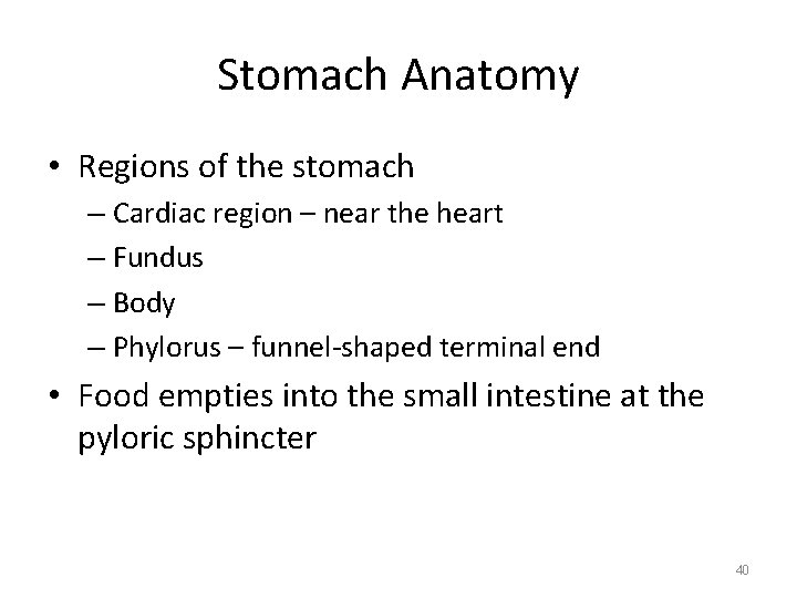 Stomach Anatomy • Regions of the stomach – Cardiac region – near the heart