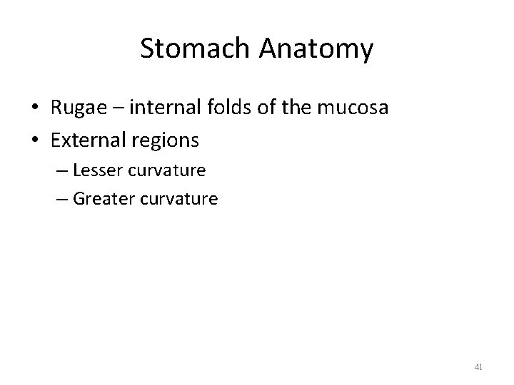 Stomach Anatomy • Rugae – internal folds of the mucosa • External regions –