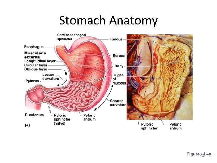 Stomach Anatomy Figure 42 14. 4 a 