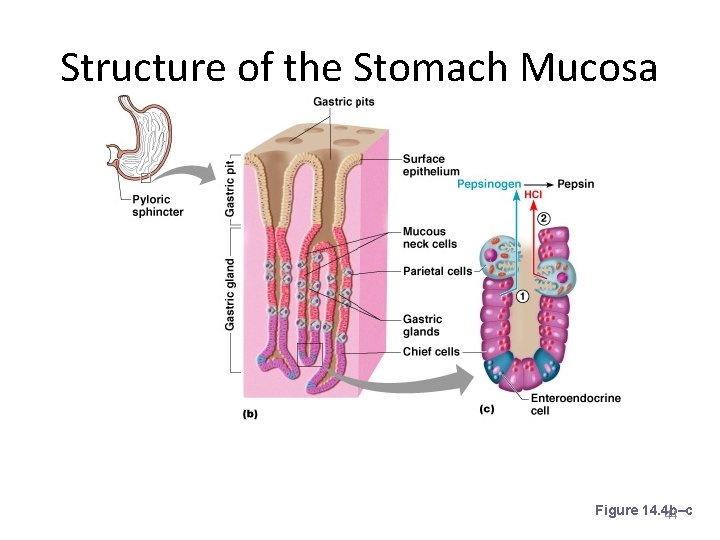 Structure of the Stomach Mucosa Figure 14. 4 b–c 44 